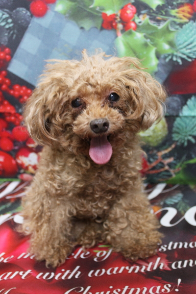 千葉県船橋市のトイプードルのトリミング前画像