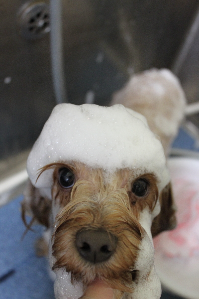 千葉県鎌ヶ谷市のミックス犬のシャンプー画像