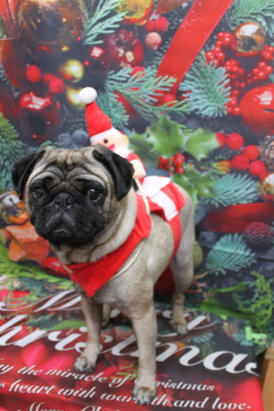 千葉県鎌ケ谷市のパグのトリミング画像