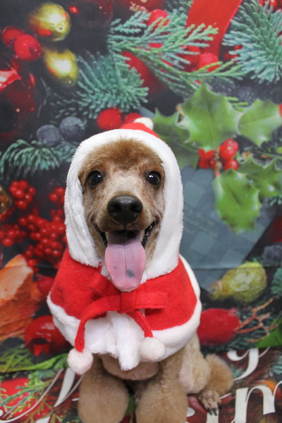 千葉県鎌ヶ谷市のトイプードルのトリミング画像