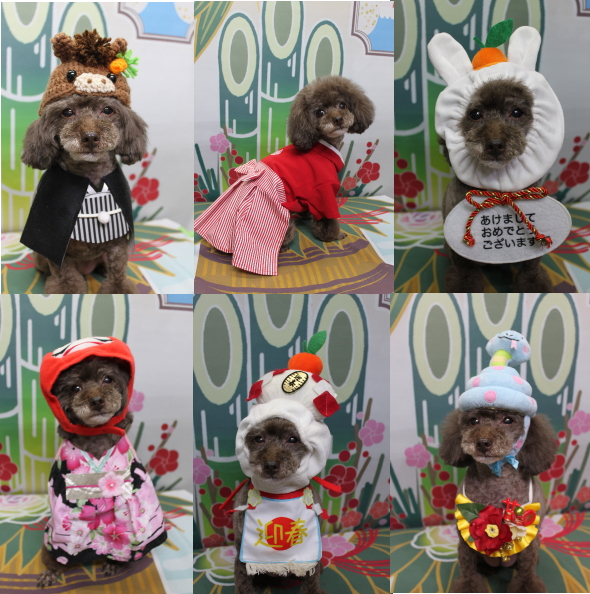 千葉県柏市のトイプードルのトリミング画像