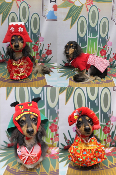 千葉県船橋市のミニチュアダックスのトリミング画像