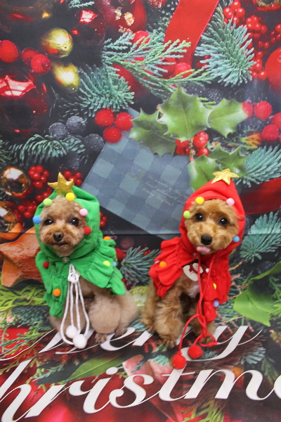 千葉県千葉市のトイプードルのトリミング画像