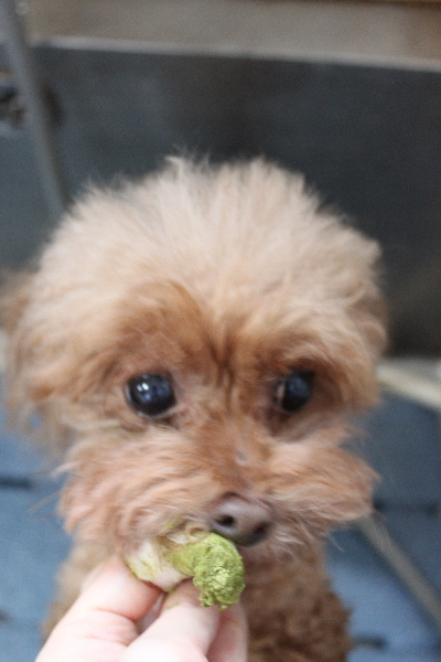 千葉県船橋市のトイプードルの歯磨き画像