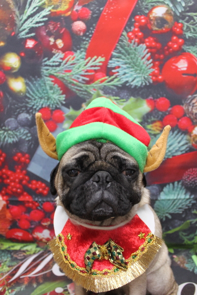 千葉県鎌ケ谷市のパグのトリミング画像