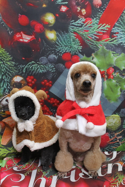 千葉県鎌ヶ谷市のトイプードルのトリミング画像