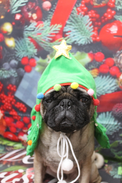 千葉県鎌ケ谷市のパグのトリミング画像