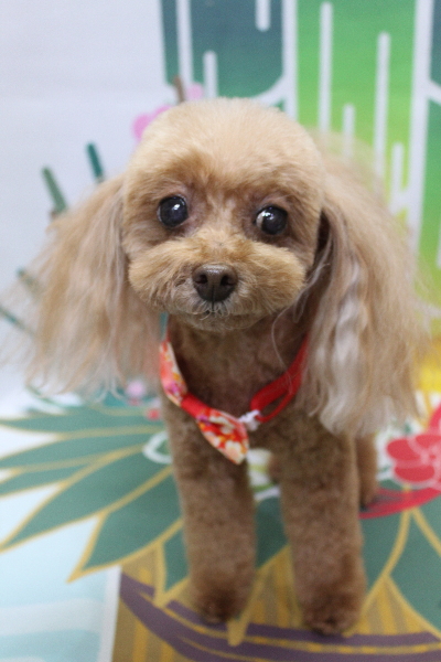 千葉県船橋市のトイプードルのトリミング画像