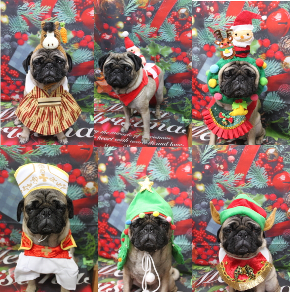 千葉県鎌ケ谷市のパグのトリミング画像