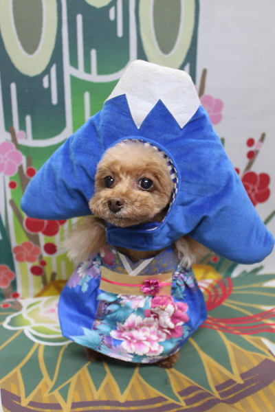 千葉県船橋市のトイプードルのトリミング画像