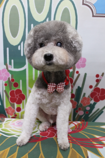 千葉県松戸市のトイプードルのトリミング画像