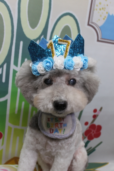 千葉県松戸市のトイプードルのトリミング画像