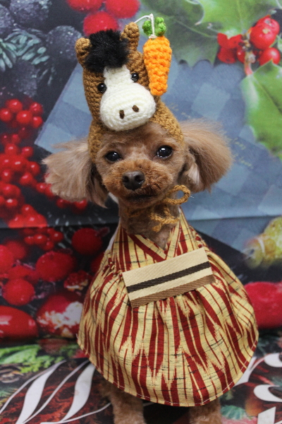 千葉県鎌ケ谷市のトイプードルのトリミング画像