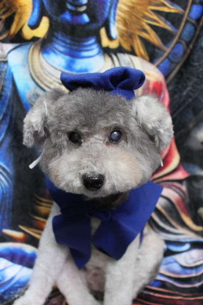 千葉県松戸市のトイプードルのトリミング画像