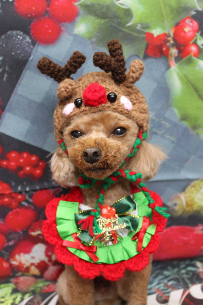 千葉県鎌ケ谷市のトイプードルのトリミング画像