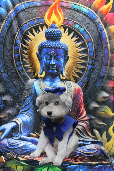 千葉県松戸市のトイプードルのトリミング画像