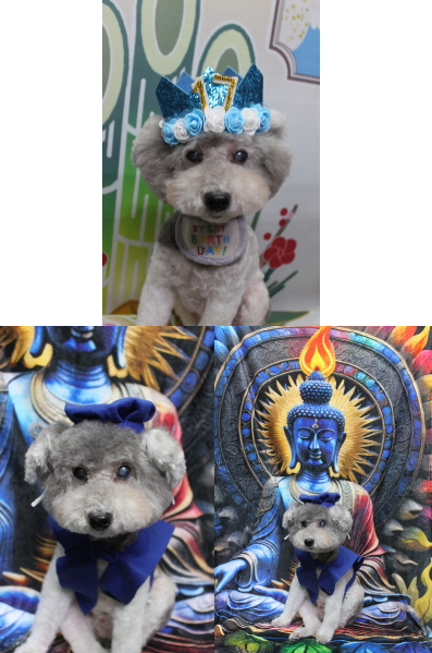 千葉県松戸市のトイプードルのトリミング画像