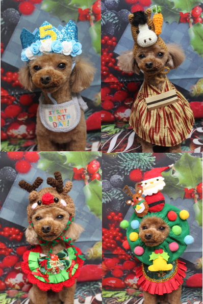 千葉県鎌ケ谷市のトイプードルのトリミング画像