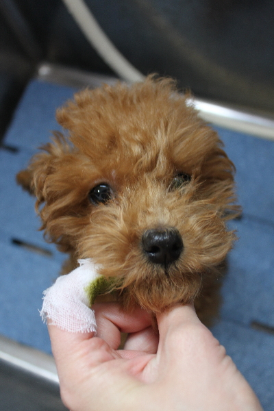 千葉県船橋市のトイプードルの歯磨き画像