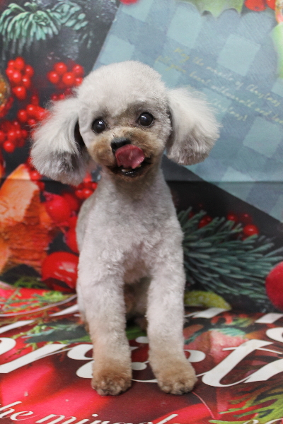 トイプードルブリーダーの成犬、トリミング画像