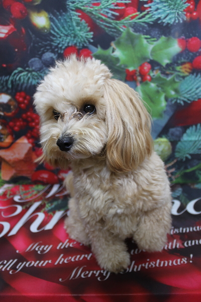 千葉県鎌ケ谷市のミックス犬のトリミング前画像