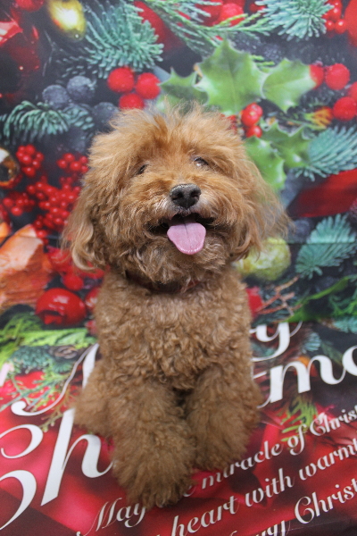 千葉県印西市のトイプードルのトリミング前画像