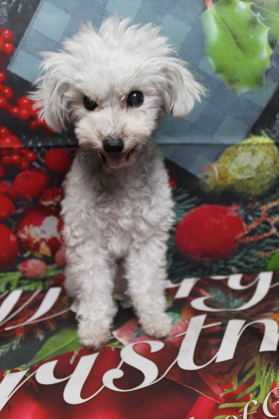 千葉県印西市のトイプードルのトリミング前画像