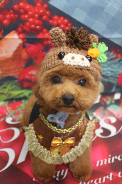 千葉県鎌ケ谷市トイプードルのトリミング画像