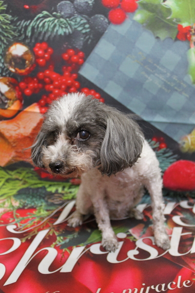 千葉県船橋市のトイプードルのトリミング前画像