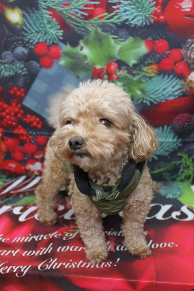 千葉県船橋市のミックス犬のトリミング前画像