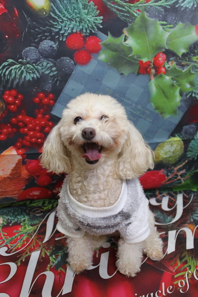 千葉県船橋市のトイプードルのトリミング前画像