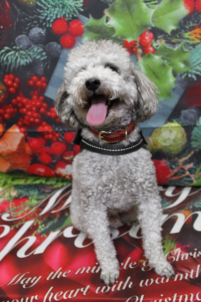 千葉県船橋市のトイプードルのトリミング前画像