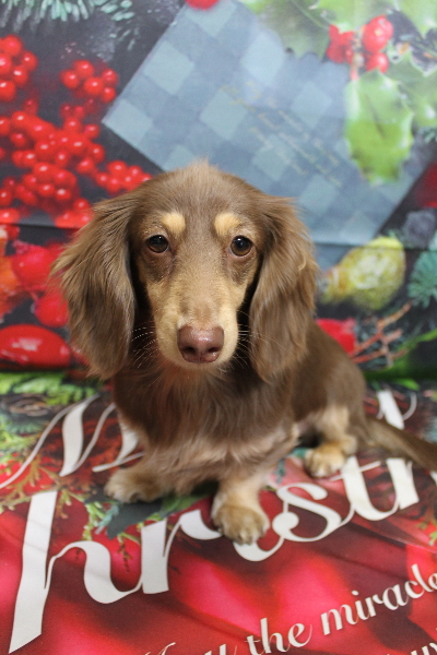 千葉県船橋市のミニチュアダックスのトリミング前画像