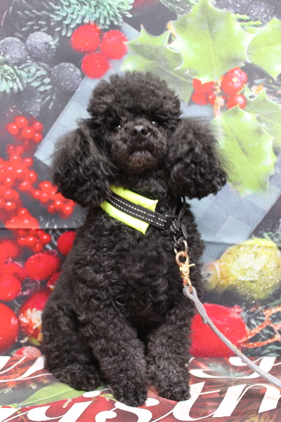 千葉県鎌ヶ谷市のトイプードルのトリミング前画像