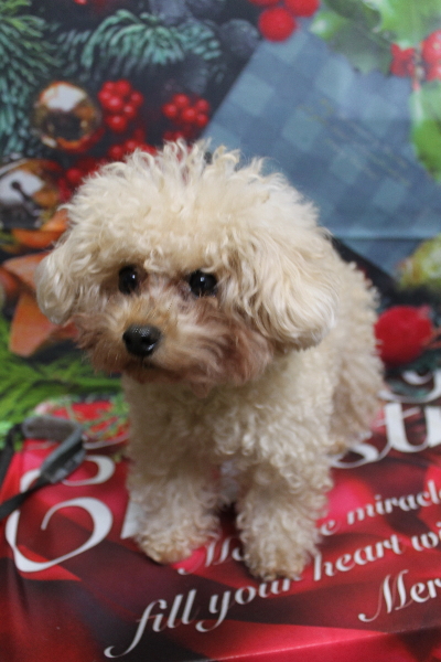 千葉県鎌ケ谷市のトイプードルトリミング前画像