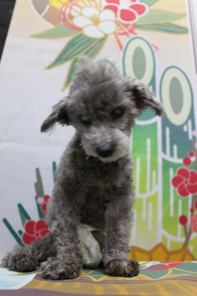 千葉県船橋市のトイプードルのトリミング前画像