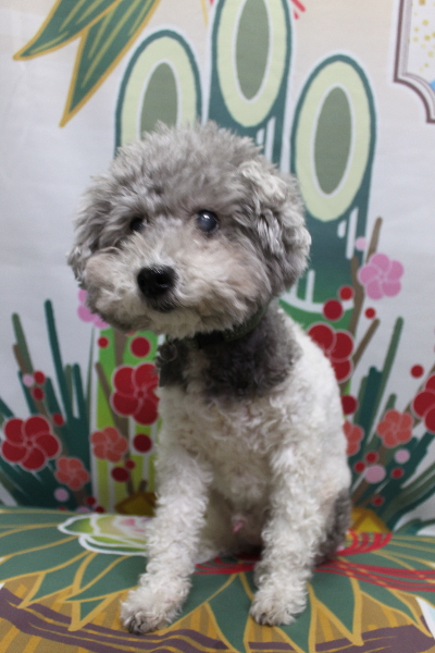 千葉県松戸市のトイプードルのトリミング前画像