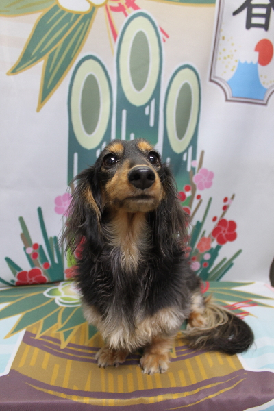 千葉県船橋市のミニチュアダックスのトリミング前画像