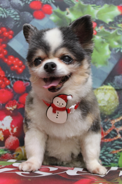 千葉県鎌ケ谷市のチワワのトリミング画像