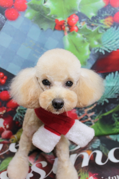 トイプードルブリーダーの成犬、トリミング画像