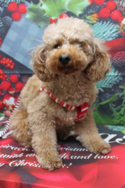 千葉県鎌ヶ谷市のトイプードルのトリミング前画像