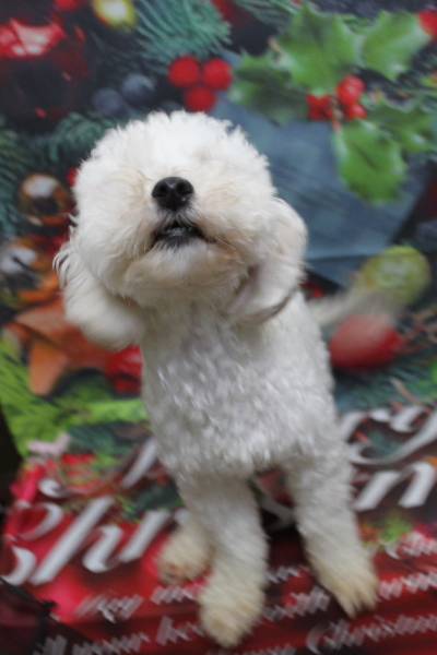 千葉県船橋市のトイプードルのトリミング前画像