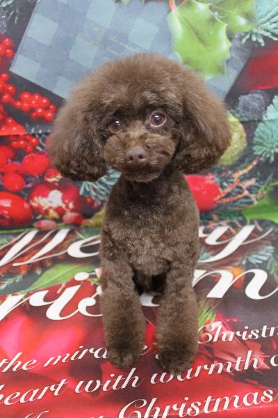 千葉県船橋市のトイプードルのトリミング画像