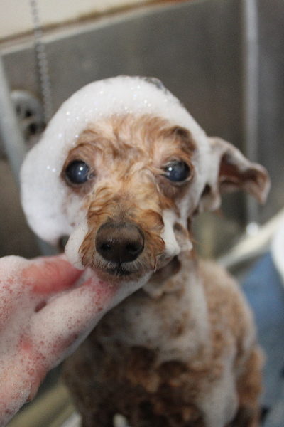 千葉県船橋市のトイプードルのシャンプー画像