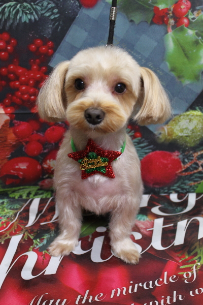 千葉県鎌ヶ谷市のミックス犬のトリミング画像