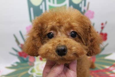 トイプードルブリーダーの子犬、トリミング画像