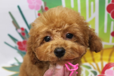 トイプードルブリーダーの子犬、トリミング画像