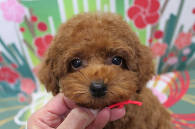 トイプードルブリーダーの子犬、トリミング画像