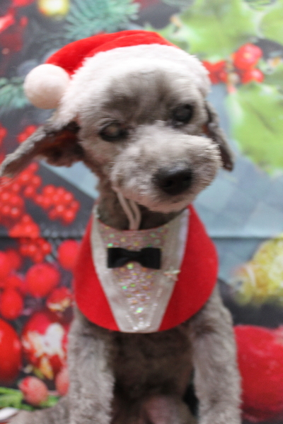 千葉県船橋市のトイプードルのトリミング画像