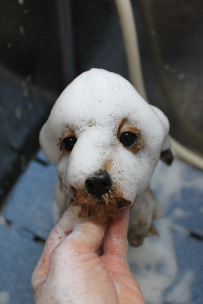 千葉県船橋市のトイプードルのシャンプー画像